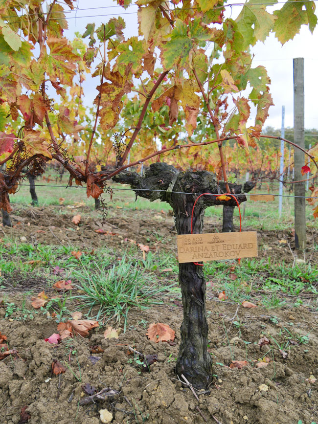 Виноградник на урожай